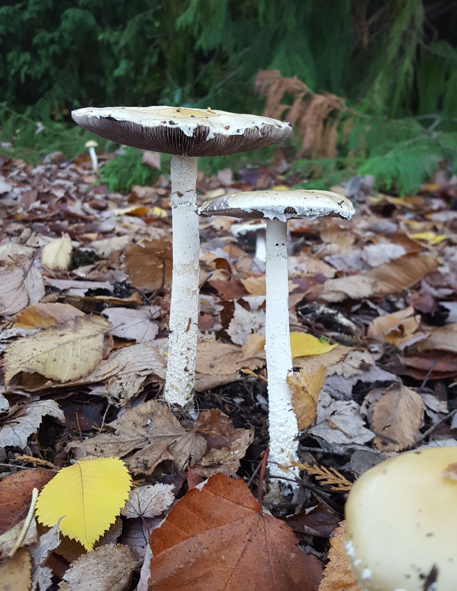 Image de Stropharia ambigua (Peck) Zeller 1914