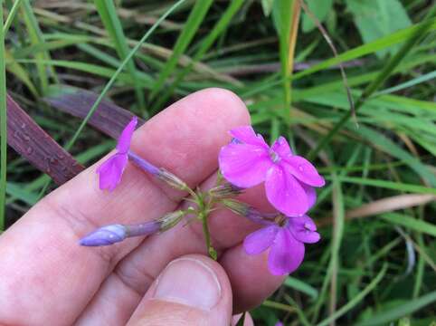 Imagem de Phlox glaberrima L.