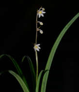 Image of Ophiopogon intermedius D. Don