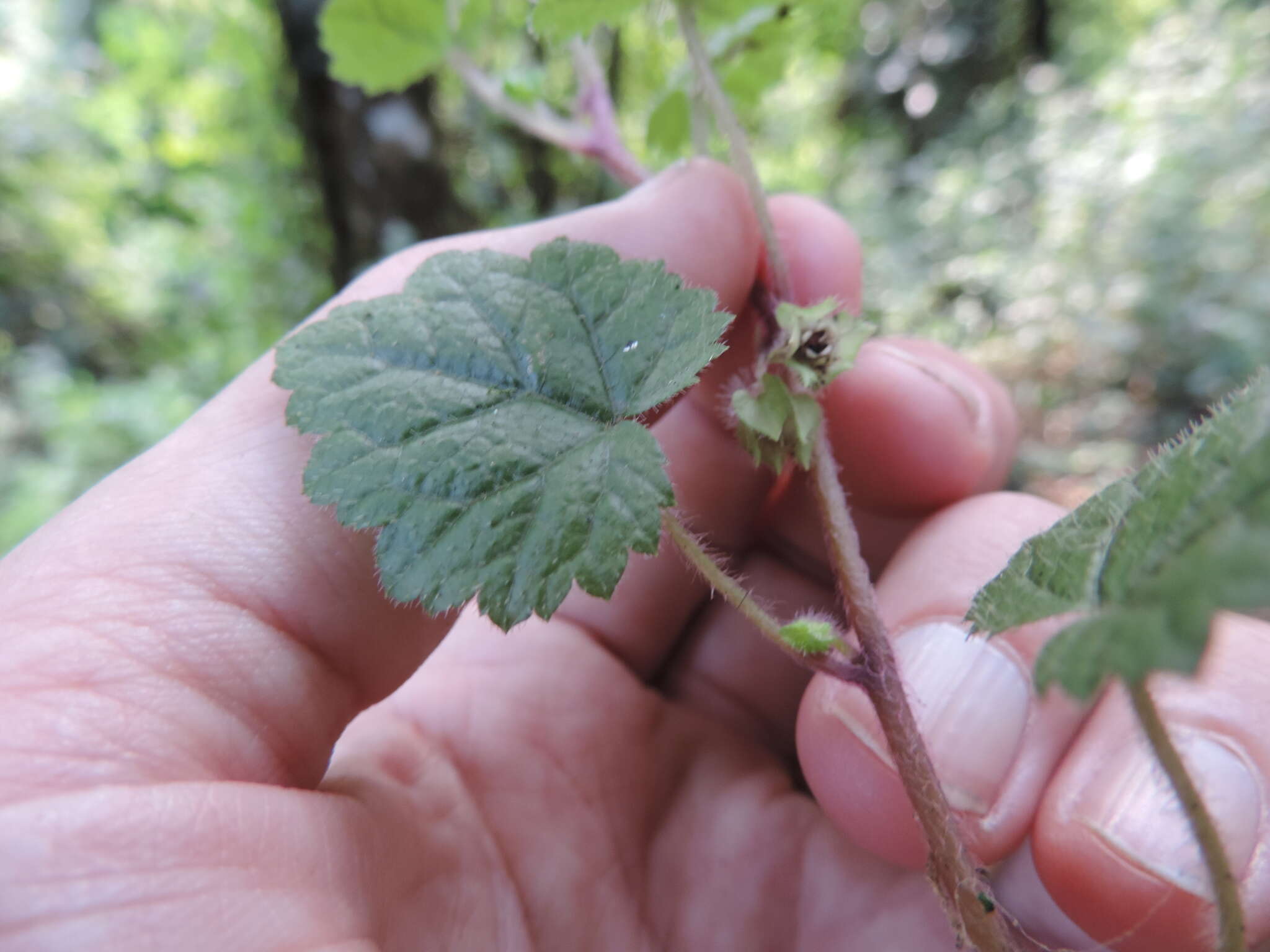 Слика од Ardisiandra sibthorpioides Hook. fil.