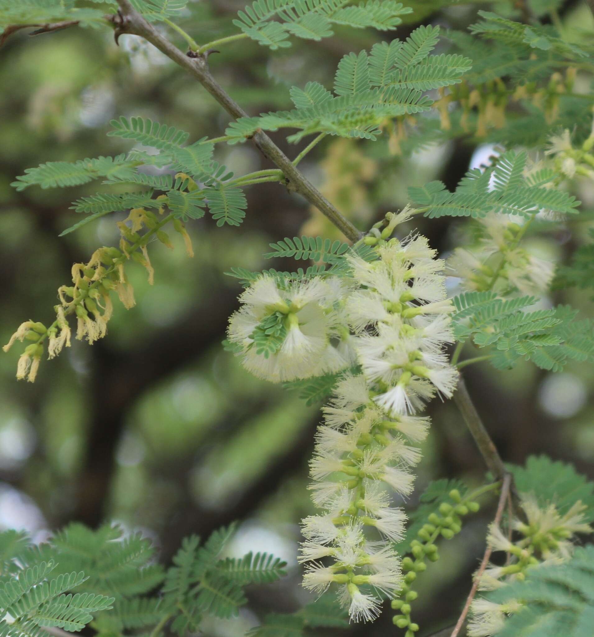 Image of Bushy three-thorn acacia