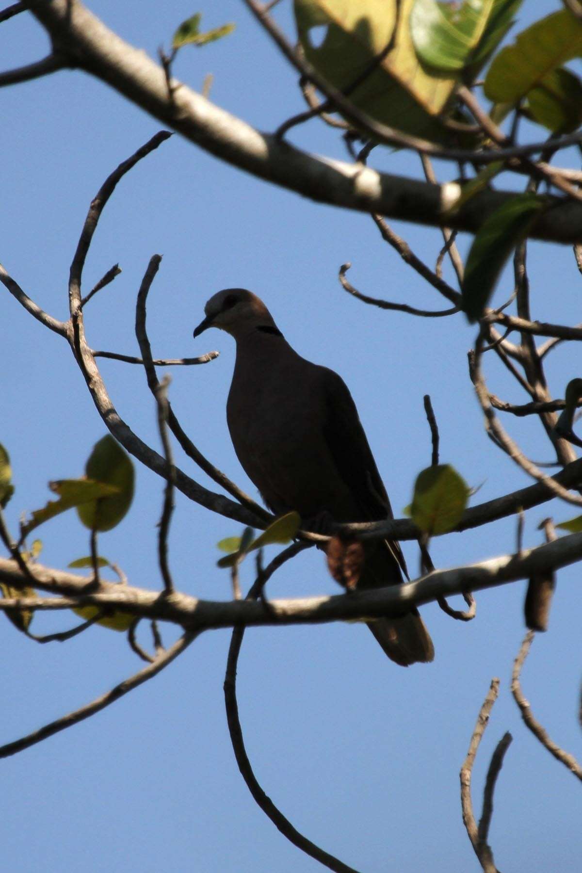Image of Red-eyed Dove