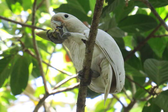 Image of Goffin's Cockatoo