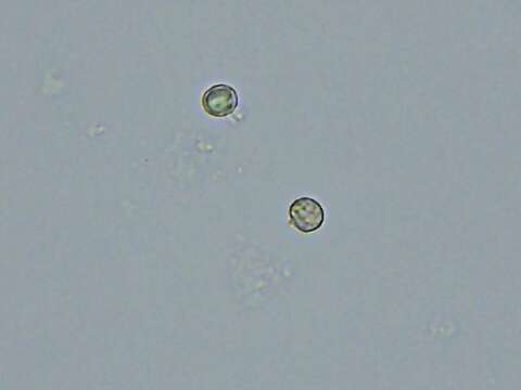 Sivun Dichostereum effuscatum (Cooke & Ellis) Boidin & Lanq. 1977 kuva