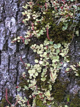 Image of <i>Peperomia edulis</i>