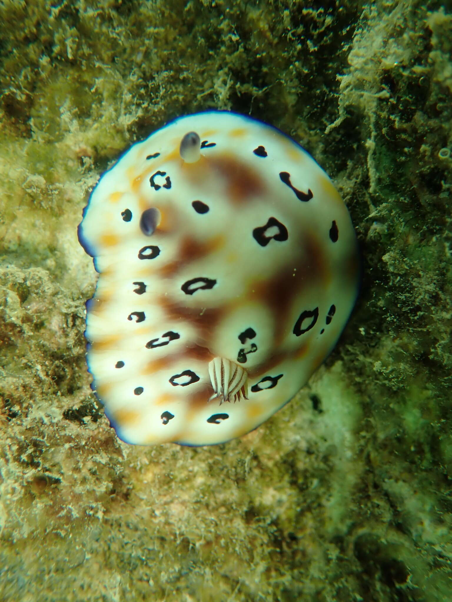 Image of Goniobranchus leopardus (Rudman 1987)