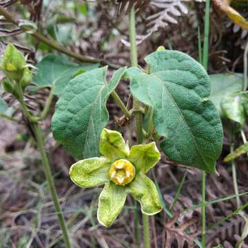 Gonolobus chloranthus Schltdl.的圖片