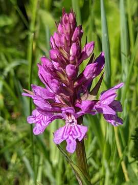 Image of Dactylorhiza fuchsii subsp. fuchsii