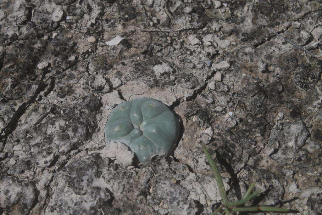 Image of Lophophora koehresii