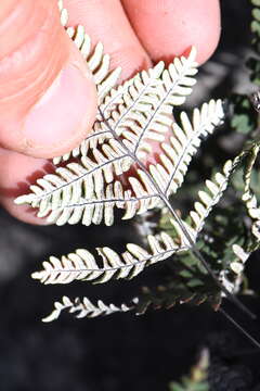 Image of Copeland's cloak fern