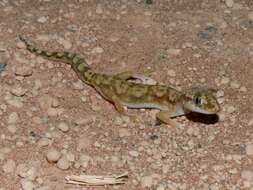 Image of White-spotted Ground Gecko WA