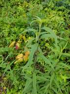 Image of Schweinitz's sunflower