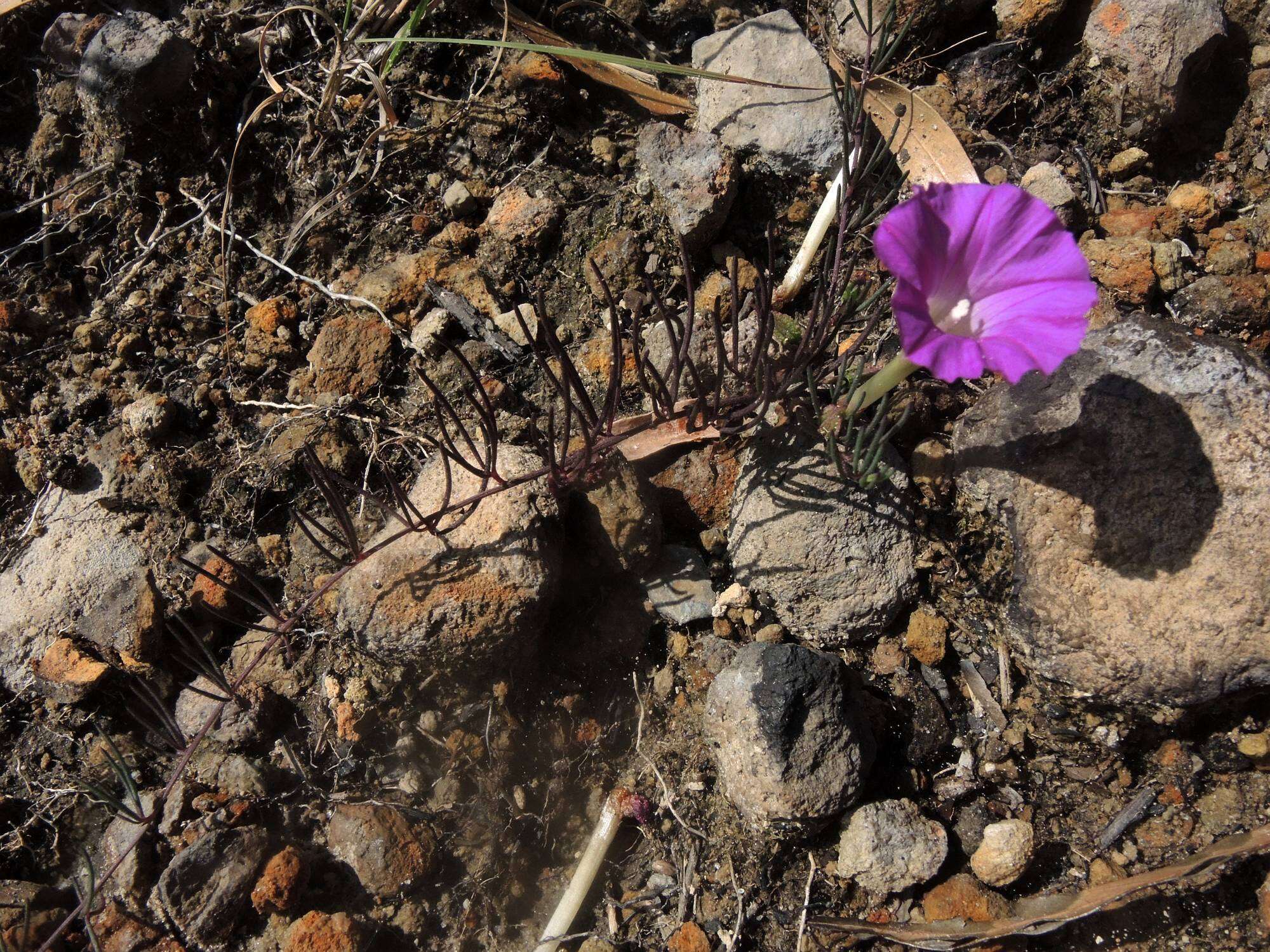 Plancia ëd Ipomoea capillacea (Kunth) G. Don