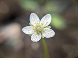 Image de Parnassia palustris var. parviflora (DC.) Boivin