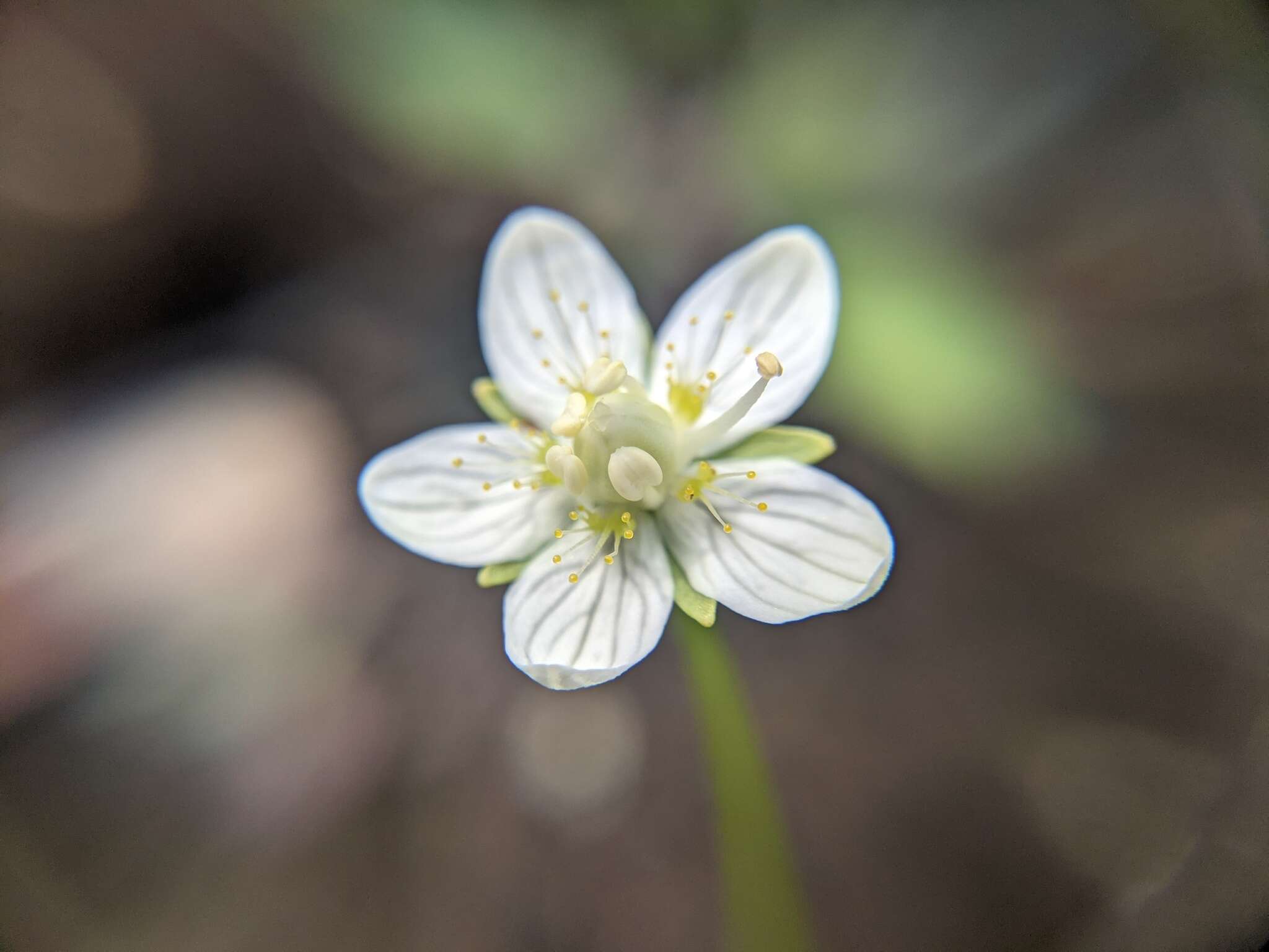 Image of Small-Flower Grass-of-Parnassus