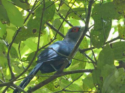 Image of Chestnut-bellied Malkoha