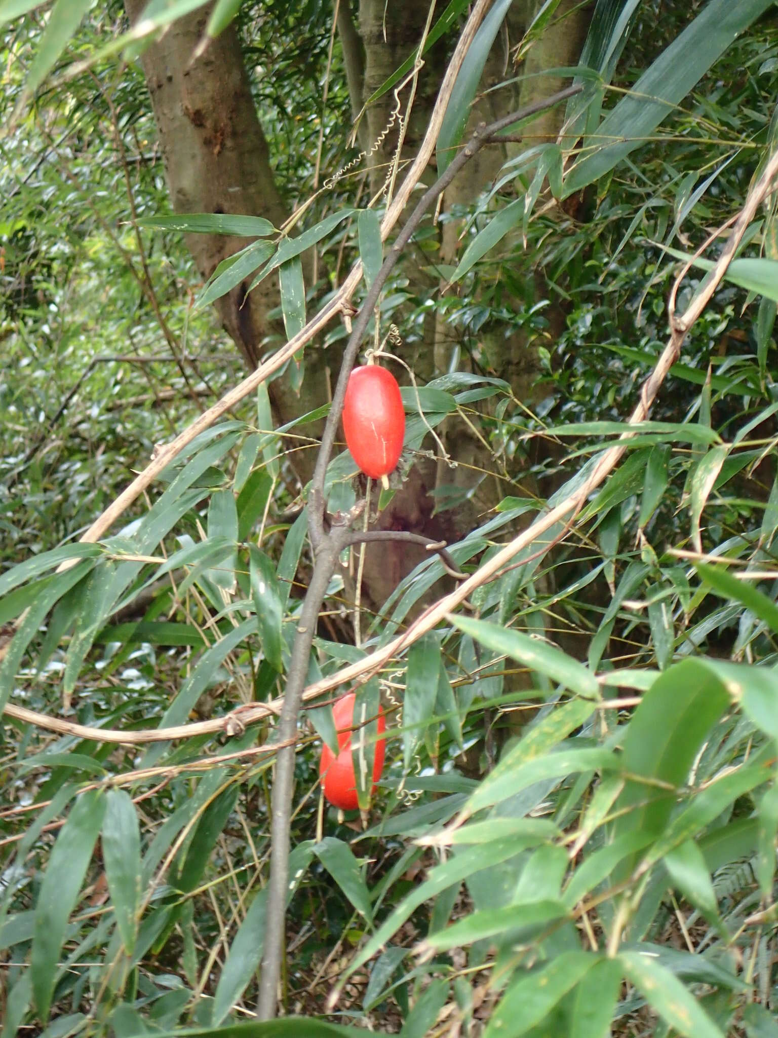 Image of Japanese snake gourd