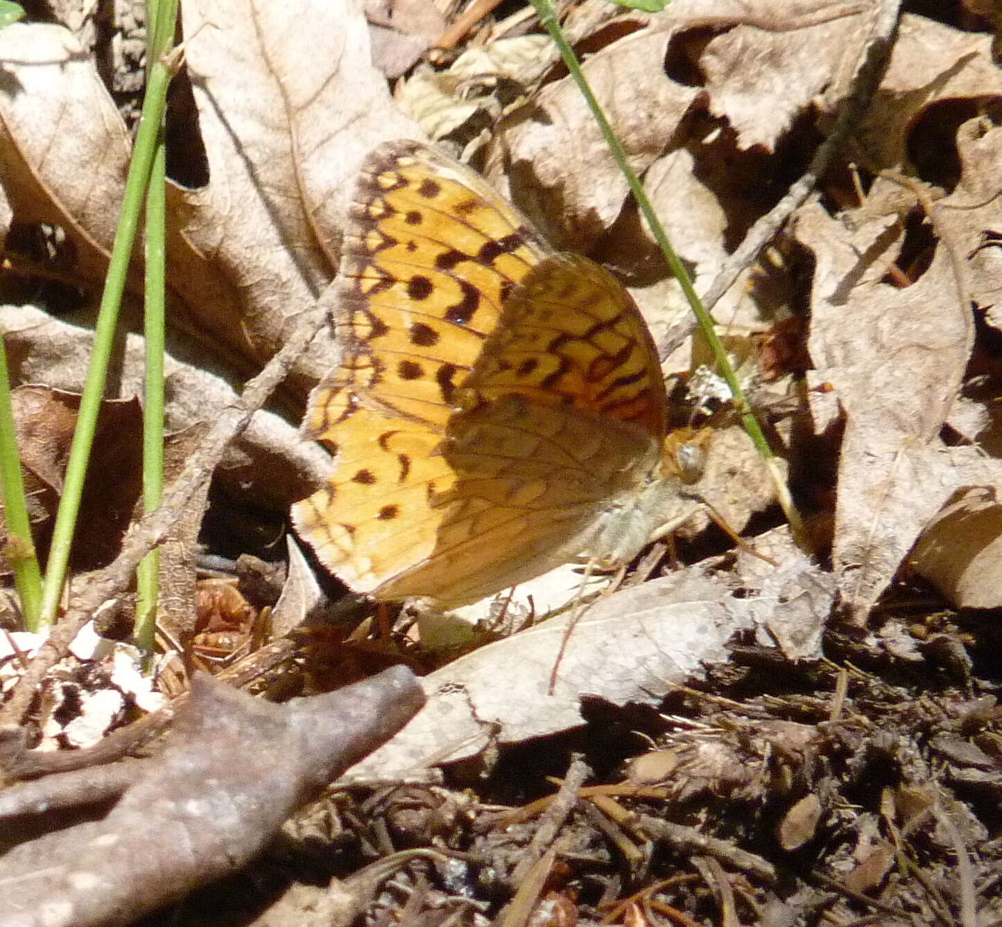 Image of Adiaste Fritillary