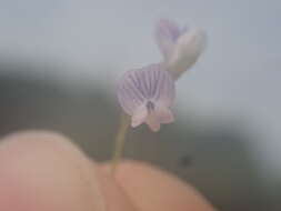 Vicia tetrasperma var. tetrasperma的圖片