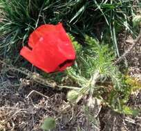 Image of Papaver pavoninum Fisch. & C. A. Mey.