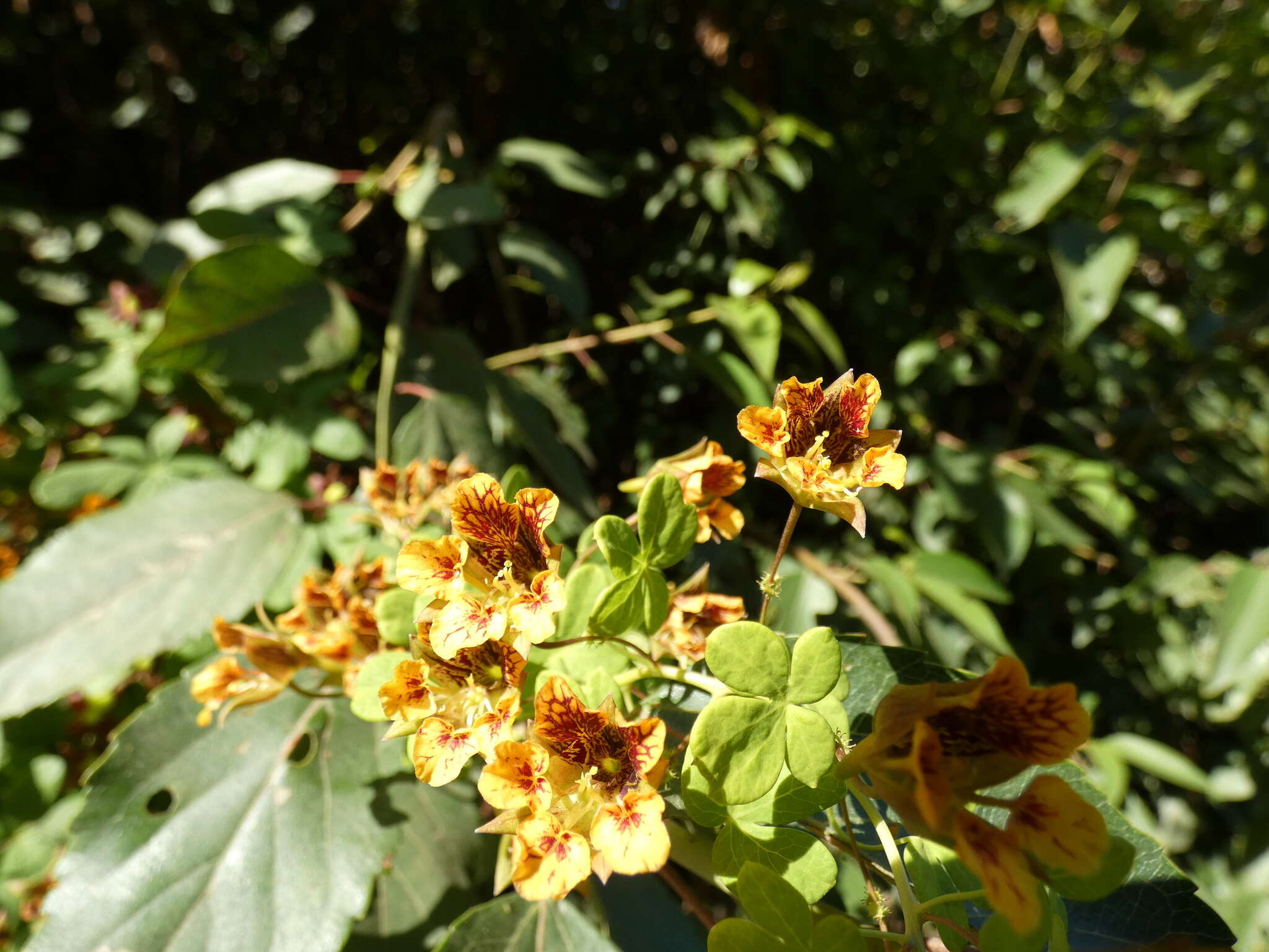 Image of Tropaeolum ciliatum Ruiz & Pav.