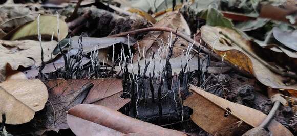 Image of Xylaria culleniae Berk. & Broome 1873