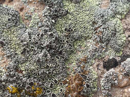 Imagem de Lecanora argopholis (Ach.) Ach.