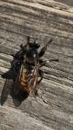 Image of Laphria flava (Linnaeus 1761)