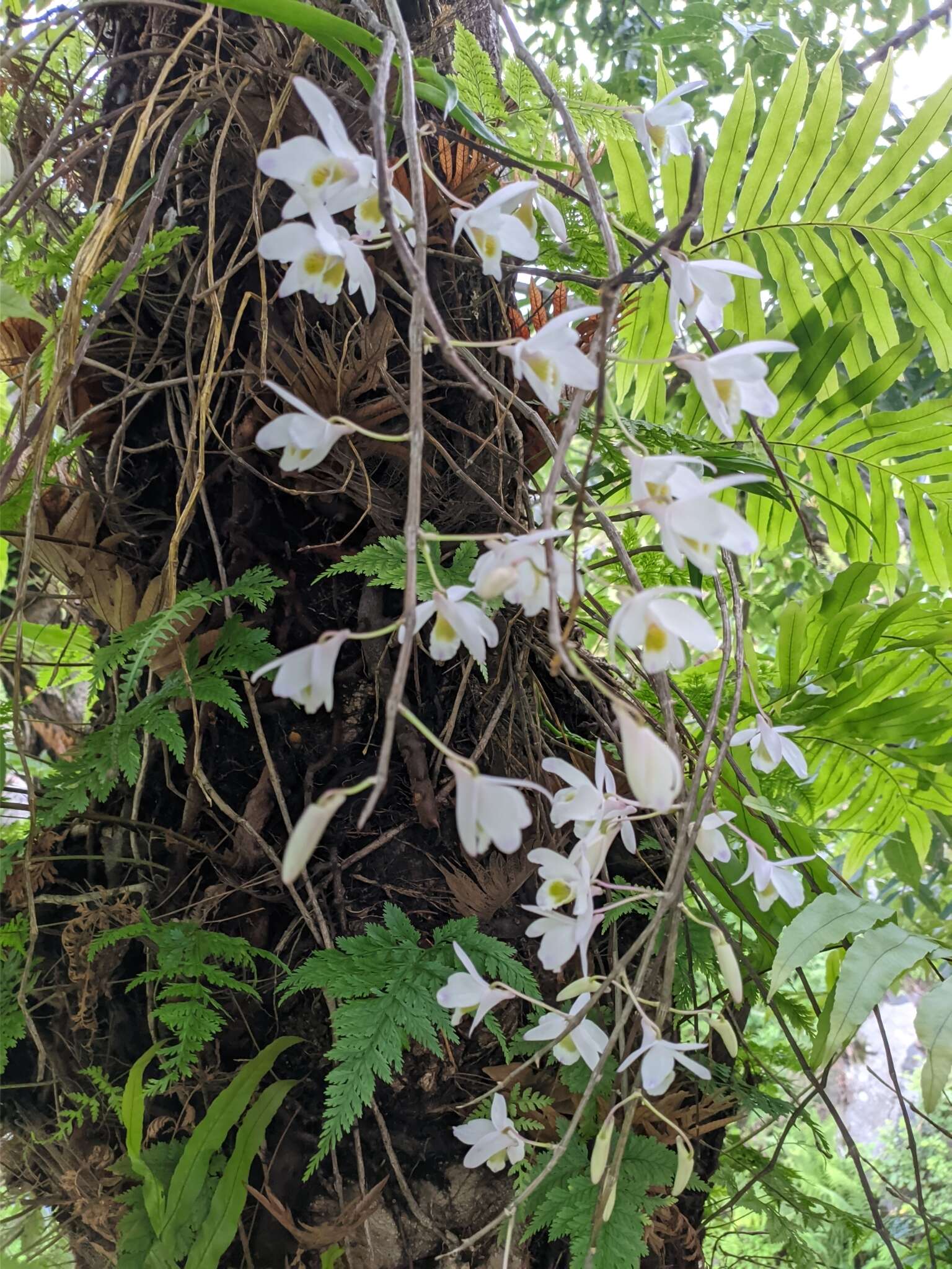 Imagem de Dendrobium amoenum Wall. ex Lindl.