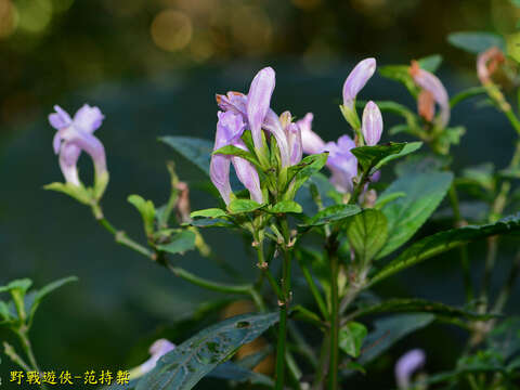 Imagem de Strobilanthes cusia (Nees) O. Kuntze