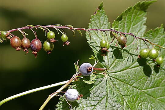 Image of stink currant