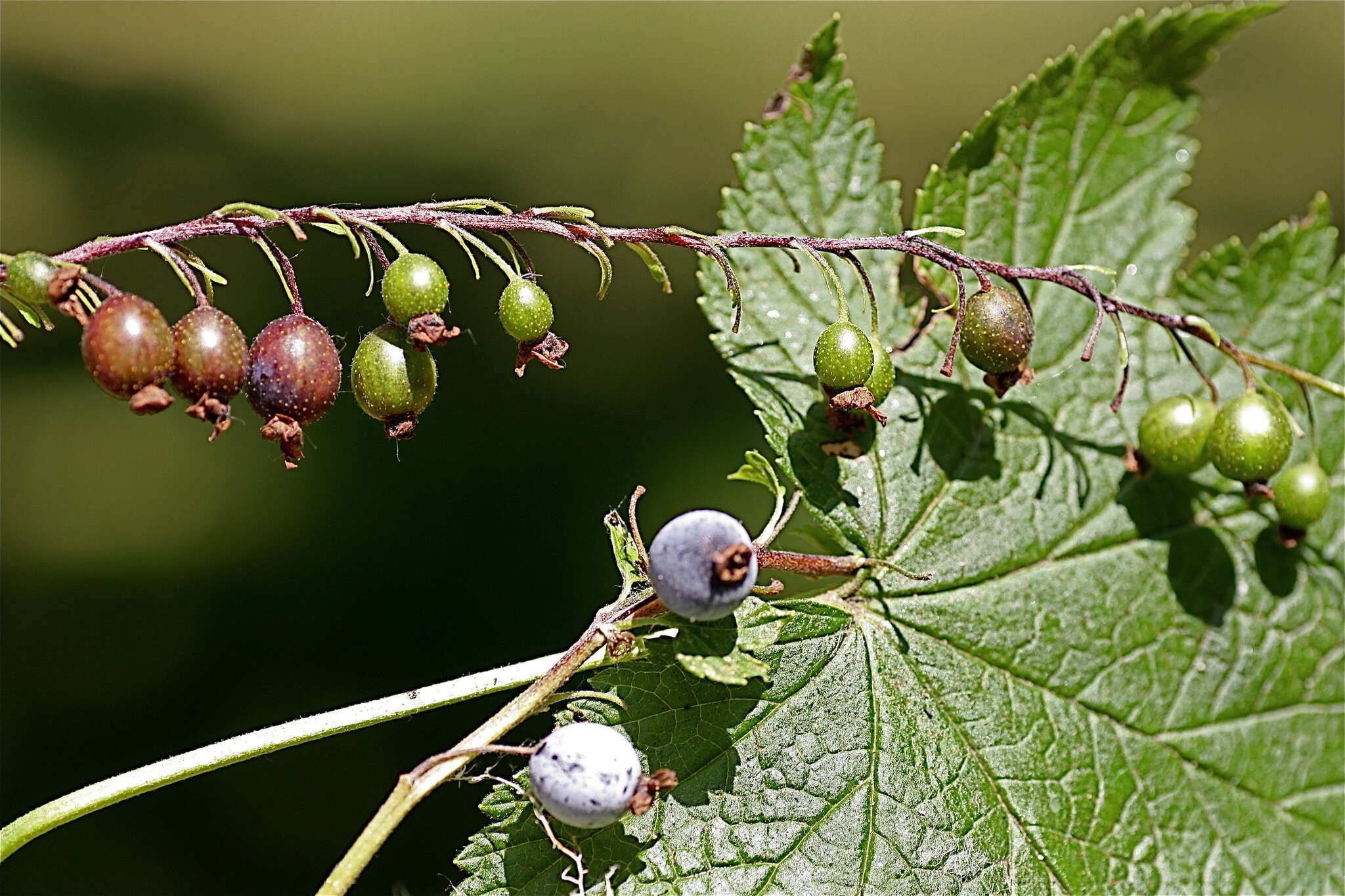 Sivun Ribes bracteosum Dougl. ex Hook. kuva