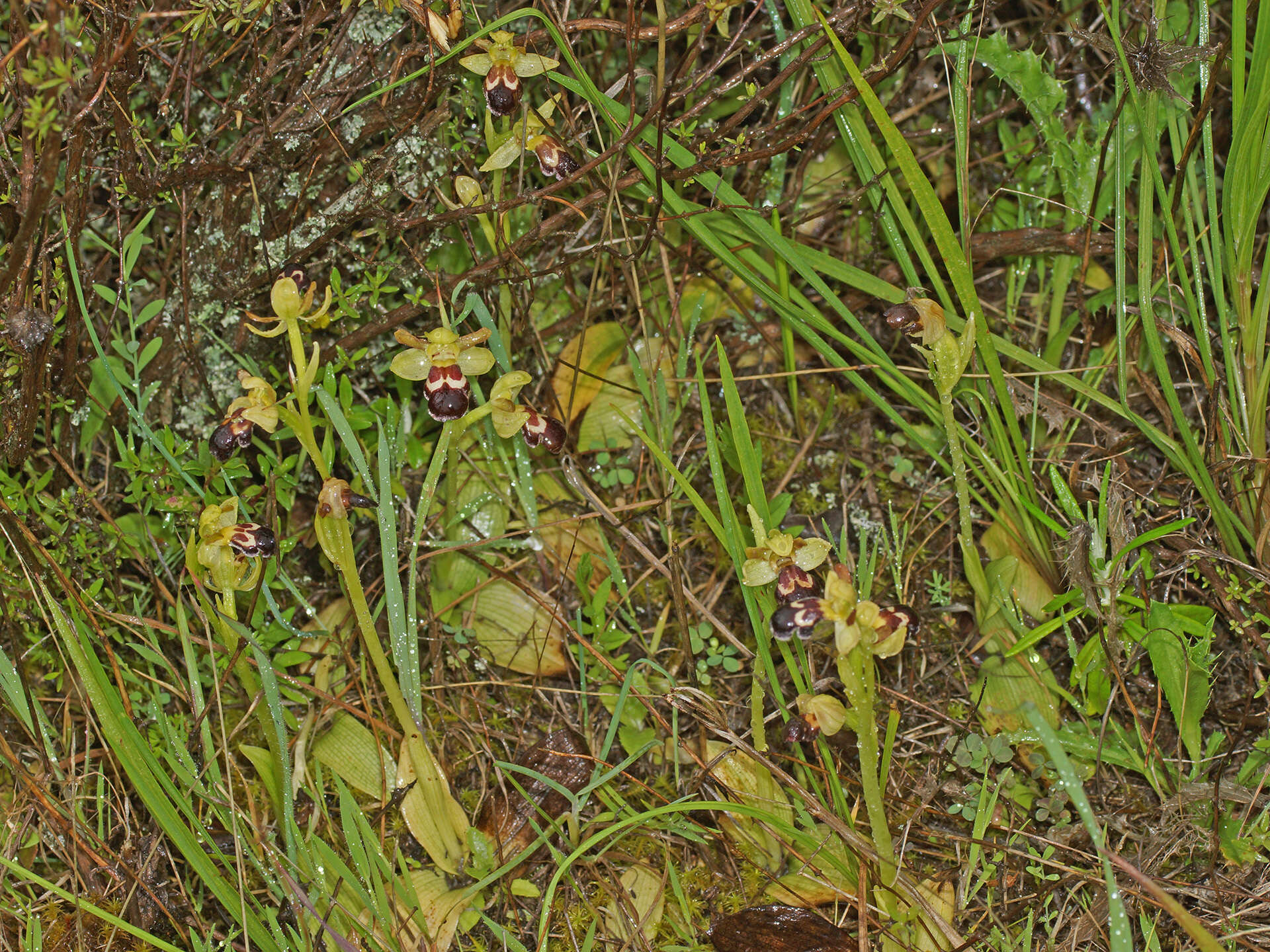 Image of Ophrys omegaifera subsp. dyris (Maire) Del Prete