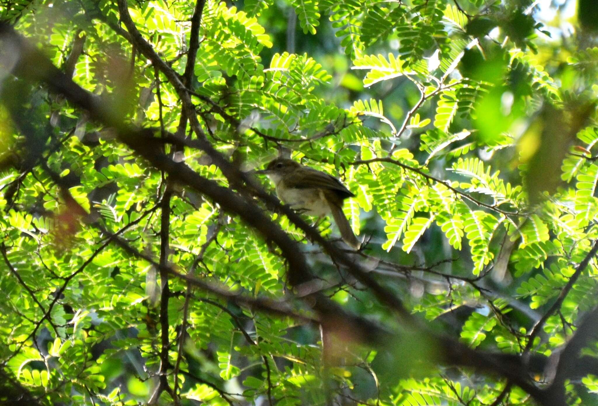 Image of Terrestrial Brownbul