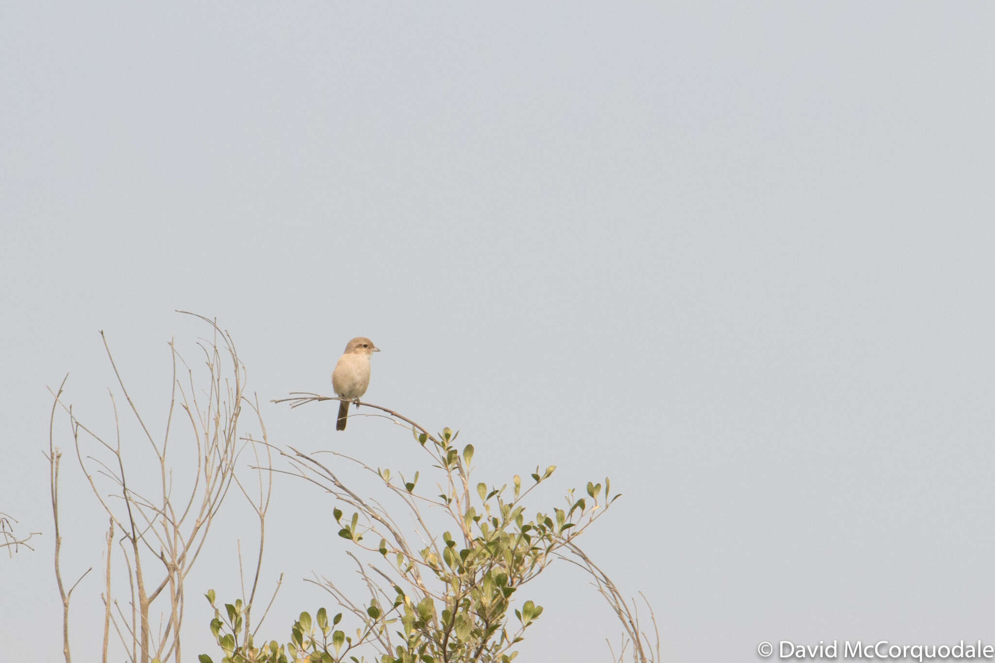 Image of Isabeline Shrike