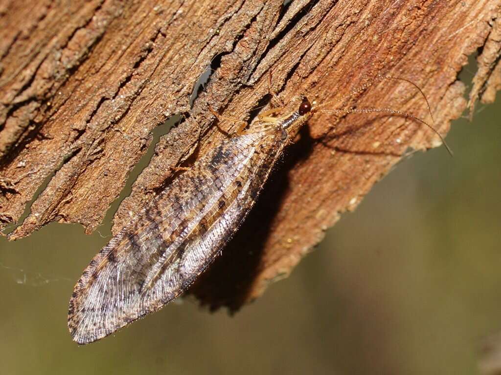 Image of Oedosmylus tasmaniensis Krüger 1913