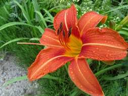 Image of orange daylily