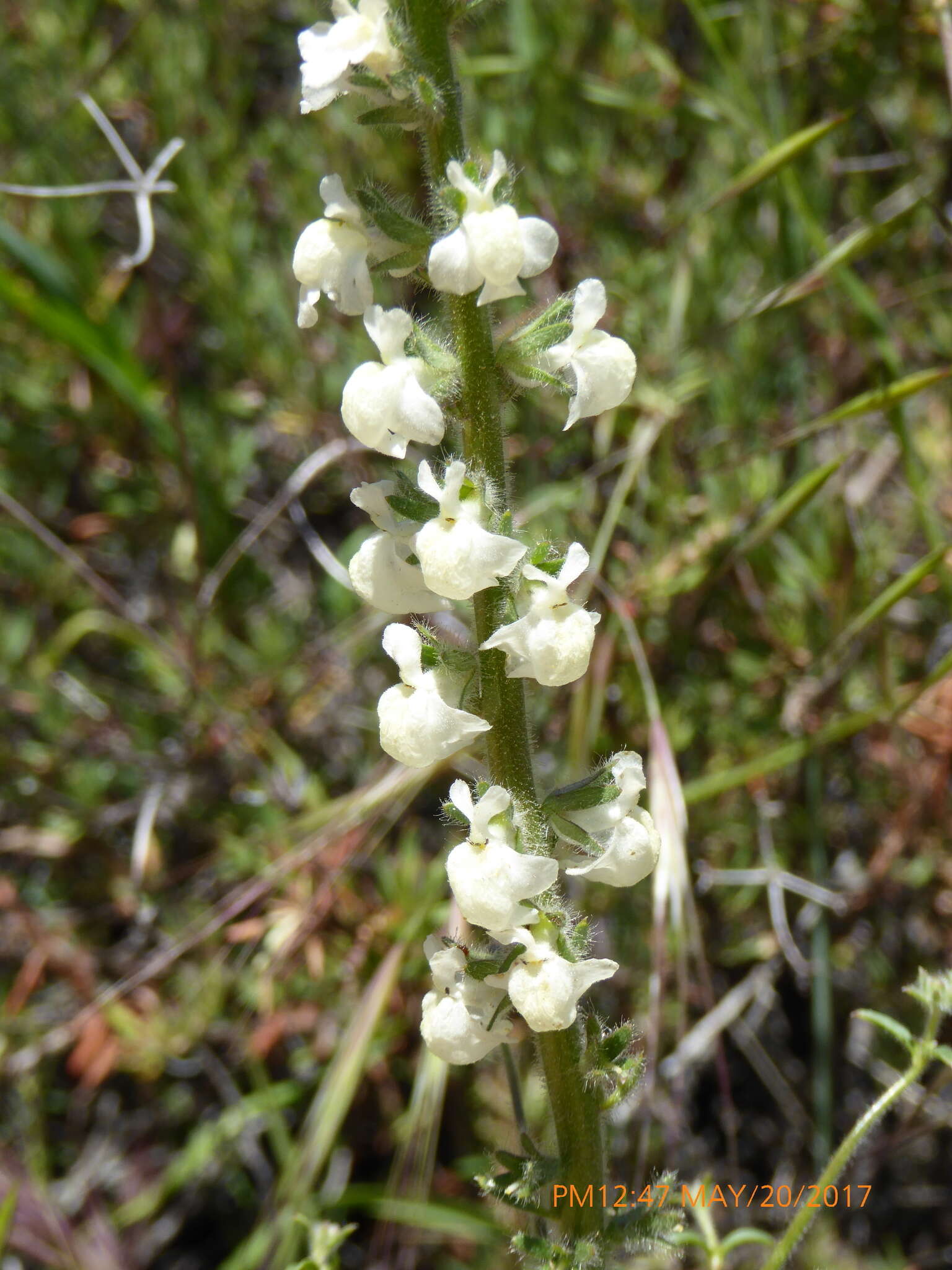 Image of Coulter's snapdragon