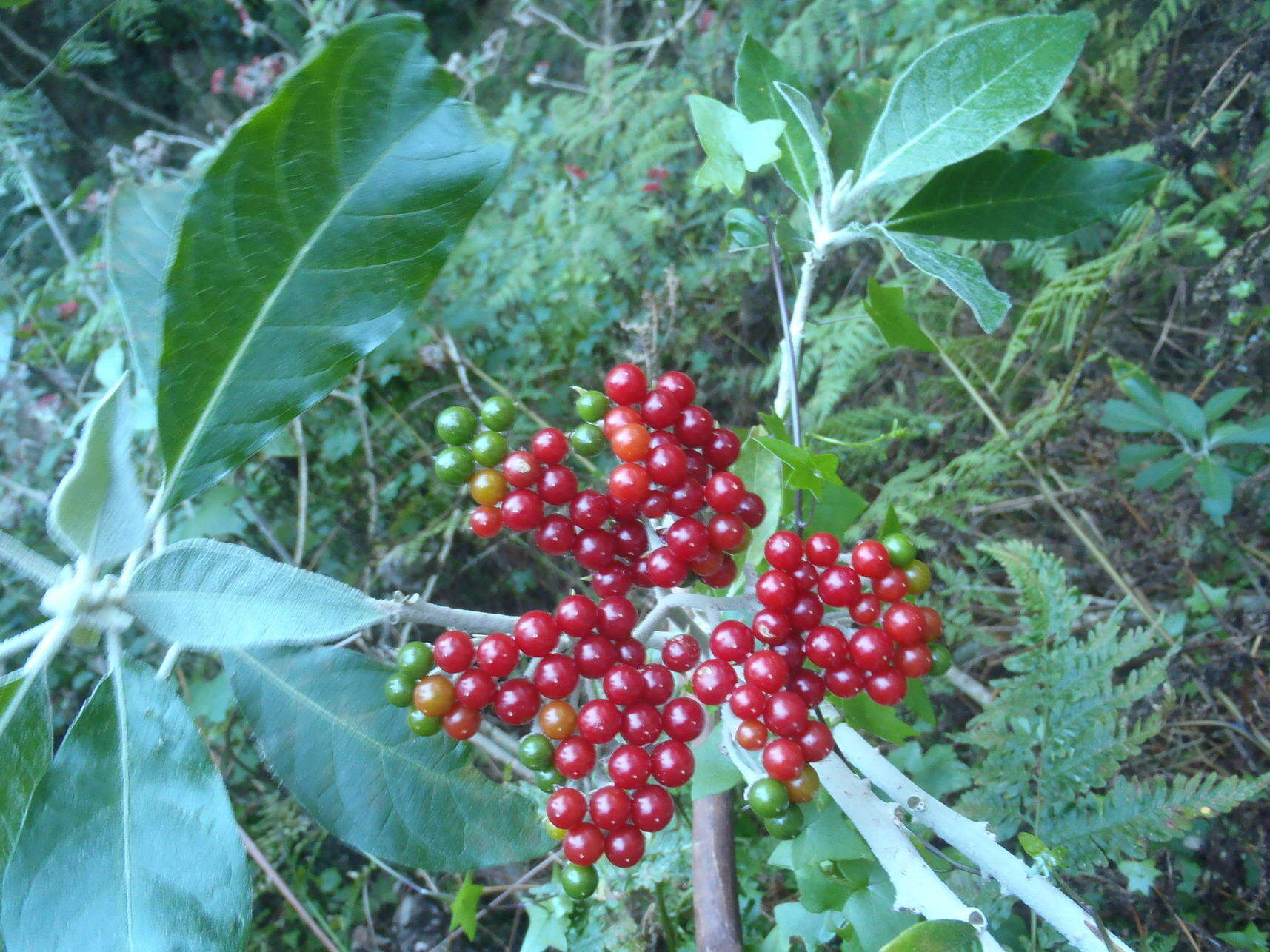 Image of Red bitter apple