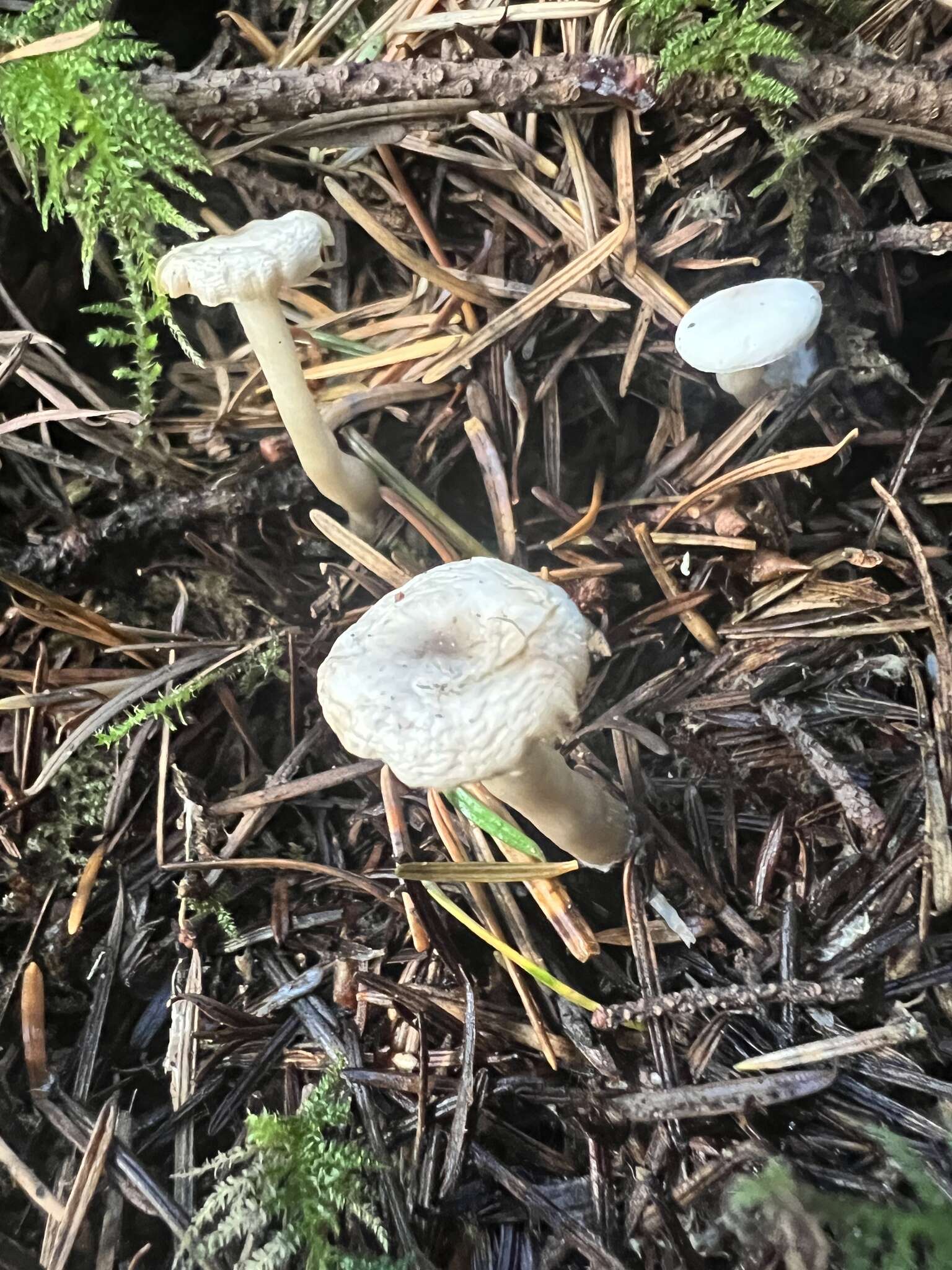 Image of Hygrophorus piceae Kühner 1949