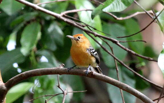 Image of Large-billed Antwren