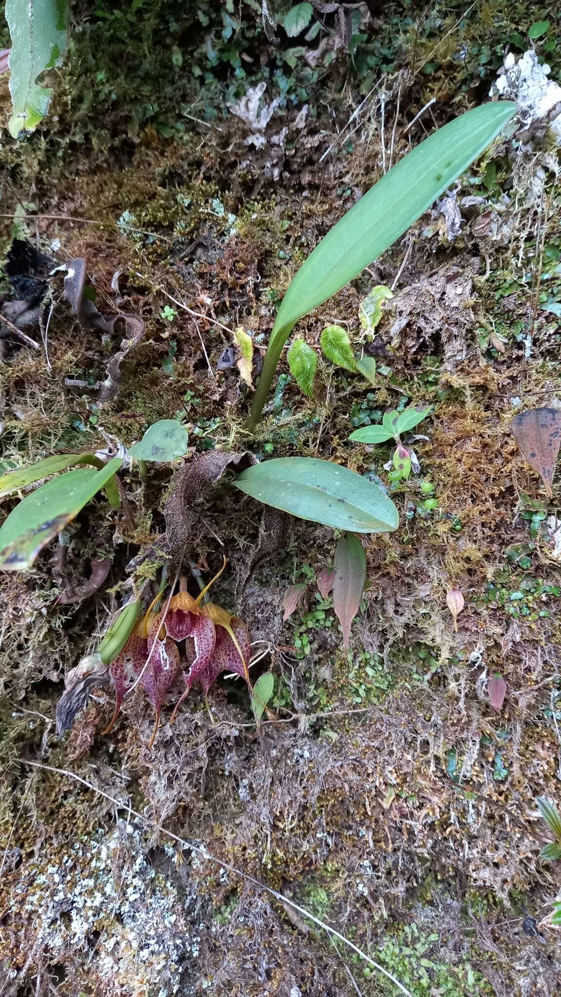 Imagem de Masdevallia angulata Rchb. fil.