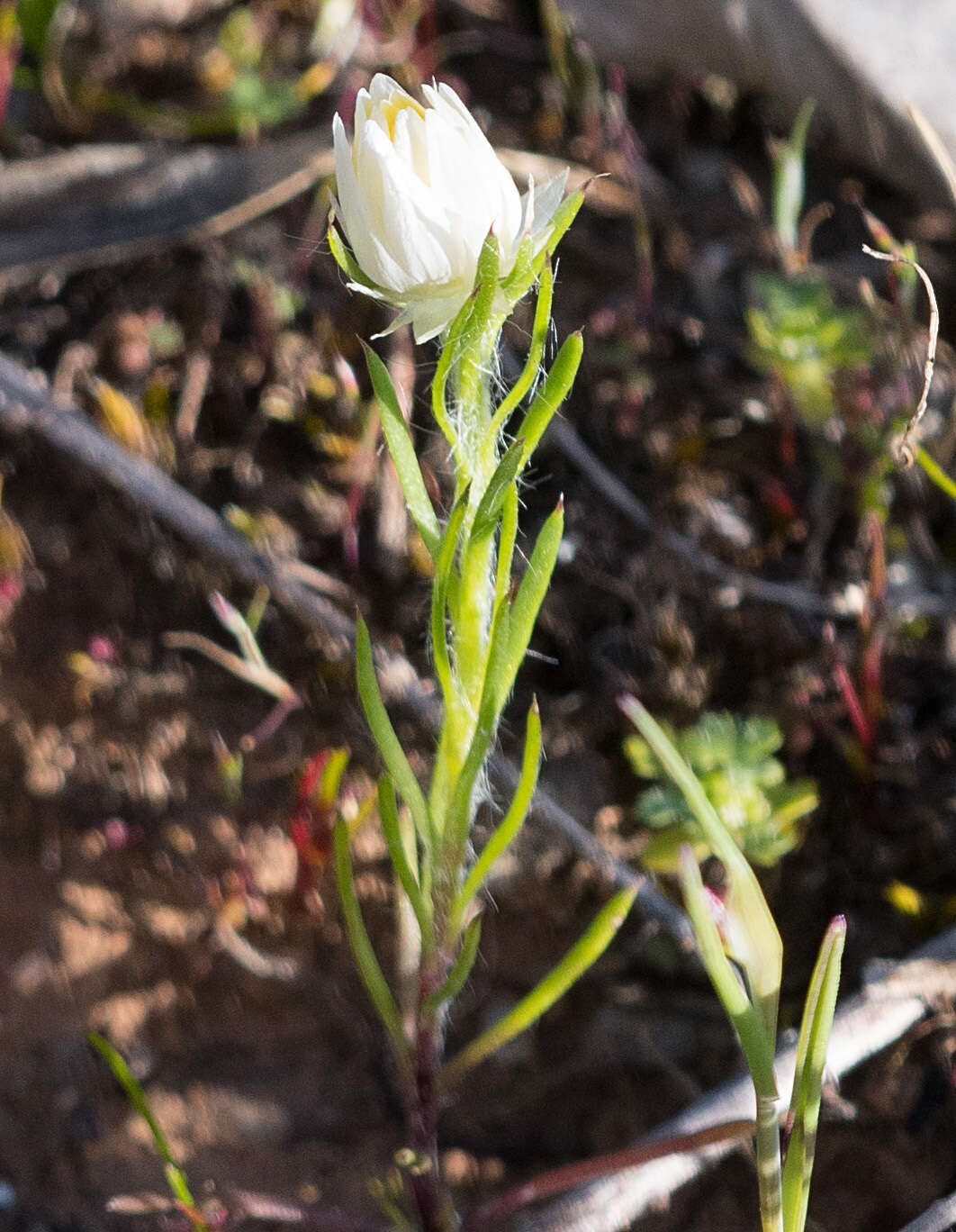 Image of Hyalosperma praecox (F. Müll.) P. G. Wilson