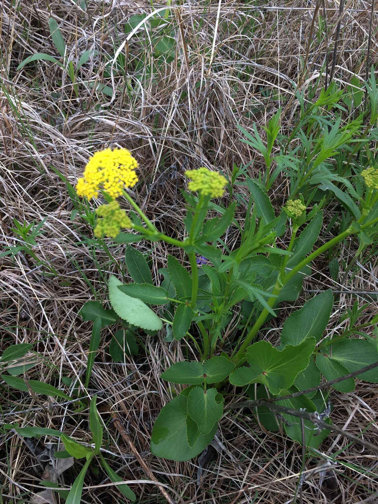 Sivun Zizia aptera (A. Gray) Fern. kuva