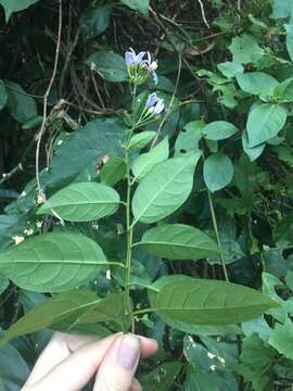 Image of Solanum terminale Forsk.