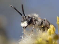 Image of Andrena ventralis Imhoff 1832