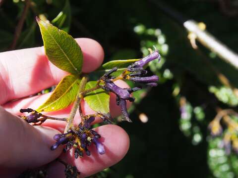 صورة Palicourea adusta Standl.