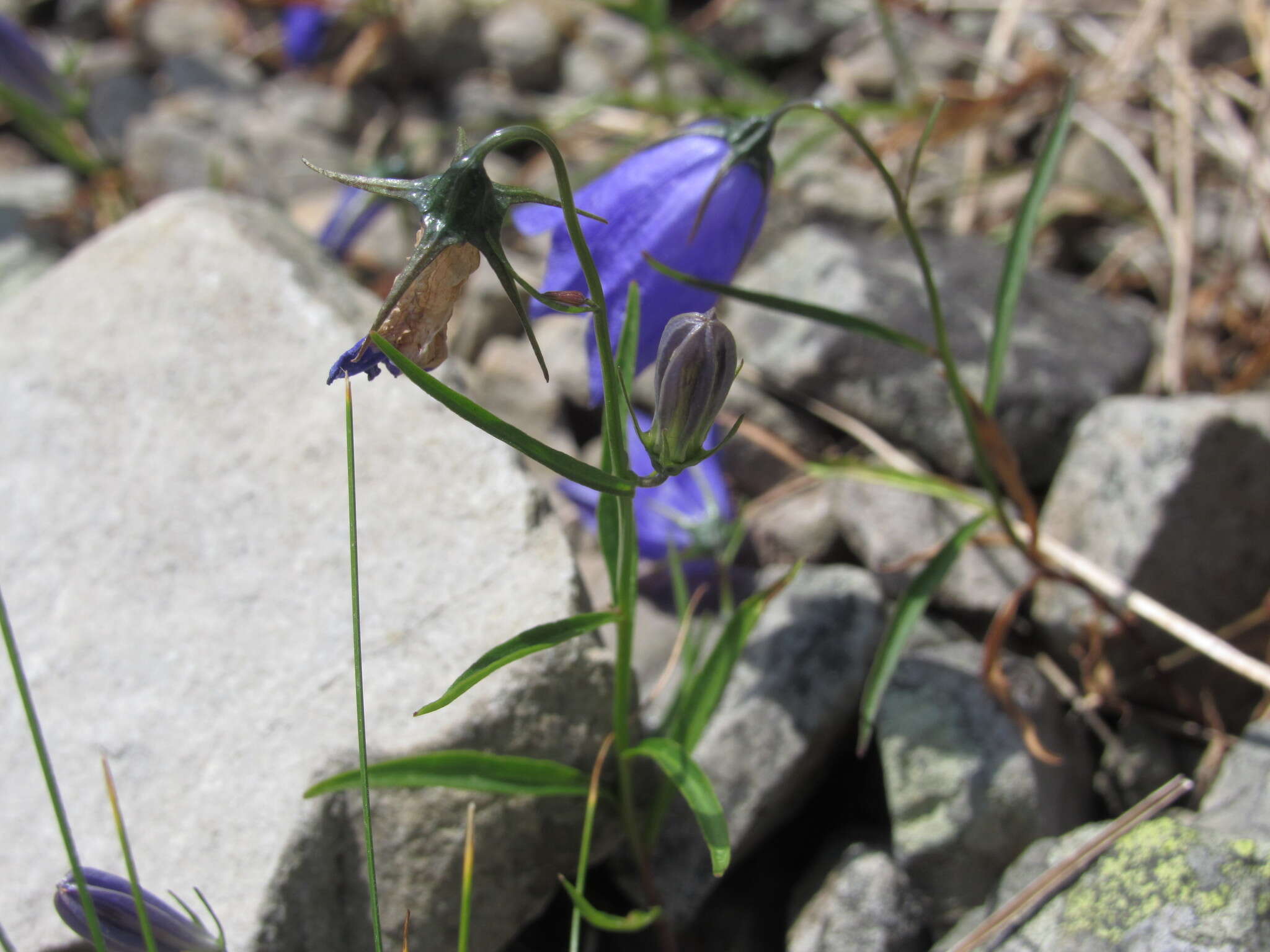 Image of Campanula serrata (Kit. ex Schult.) Hendrych