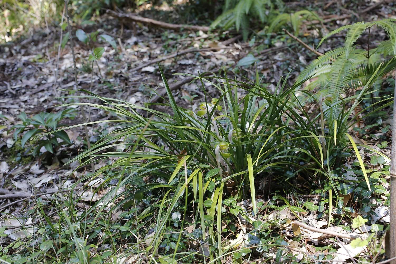 Image de Cymbidium goeringii (Rchb. fil.) Rchb. fil.