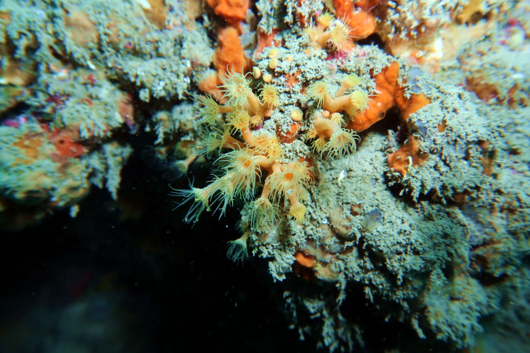 Image of Yellow encrusting anemone